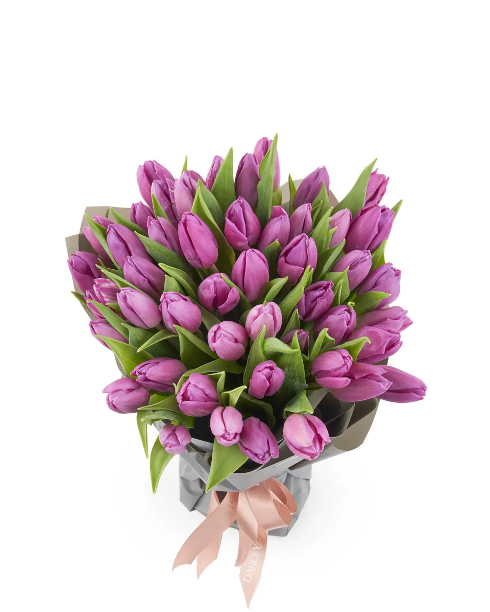 tulip wonder tulip wonder