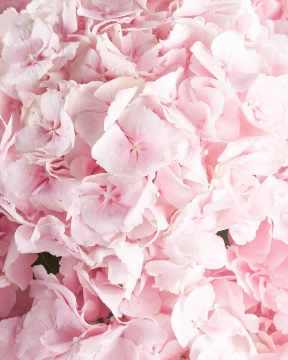 very pink 2 very pink 2