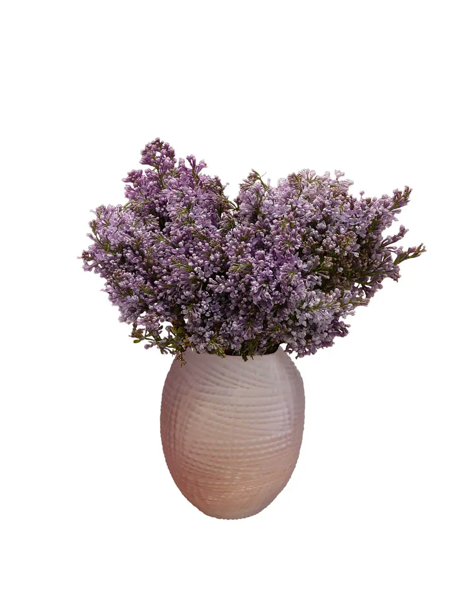 LILAC BABY 30 Dec 2024 LILAC BABY 30 Dec 2024