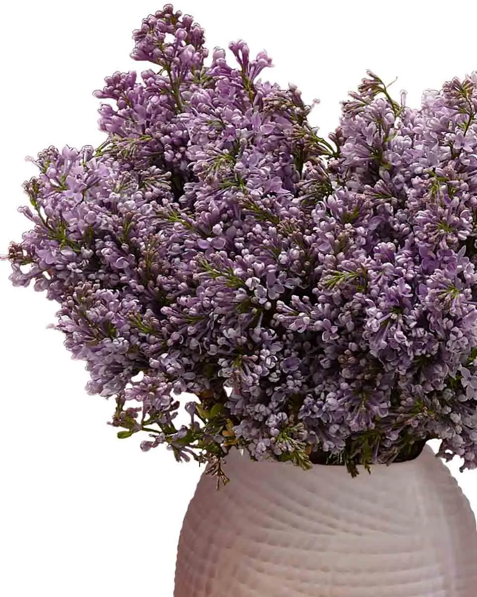 LILAC BABY 30 Dec 20244 LILAC BABY 30 Dec 20244