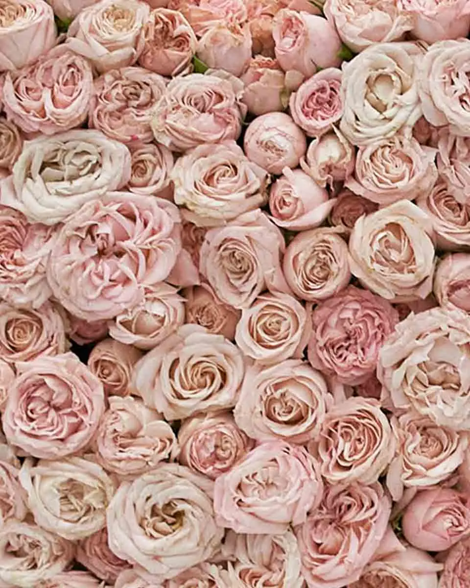 Sealed With A Kiss Close Sealed With A Kiss Close