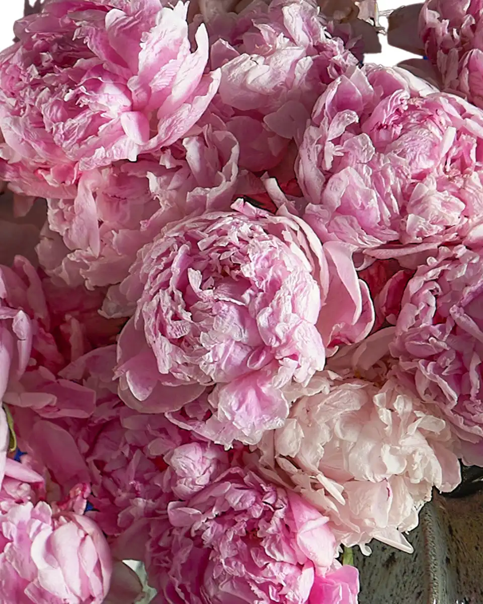 MISS SARAH 2 2025 MISS SARAH 2 2025