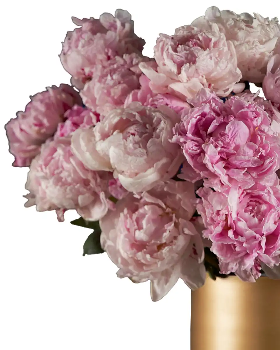 MY FAVORITE SARAH Details 2025 MY FAVORITE SARAH Details 2025