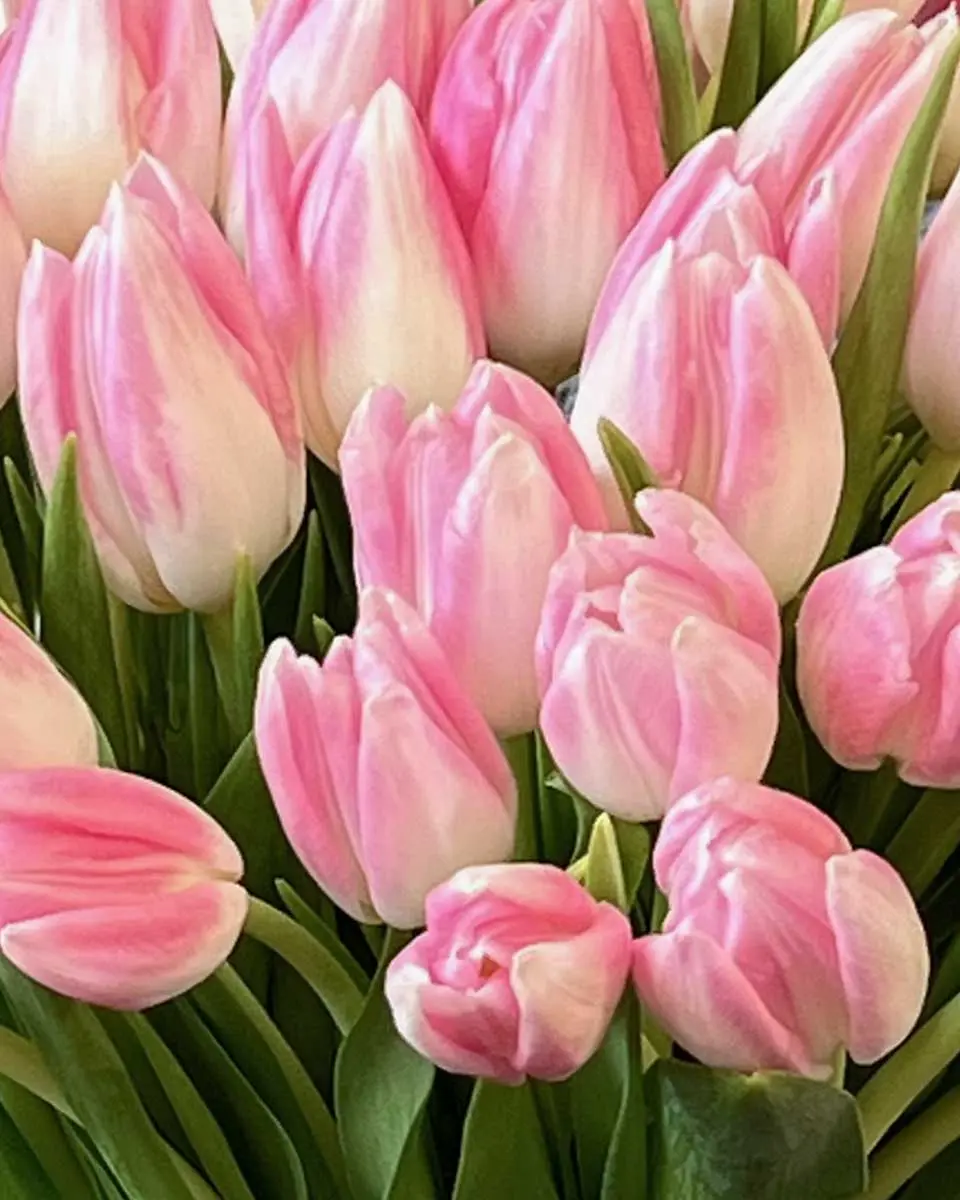 Tulip Forever 1 Details Tulip Forever 1 Details