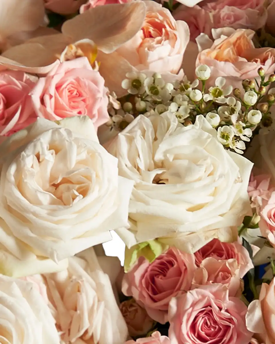 ROYAL PEACH 2 2025 White ROYAL PEACH 2 2025 White