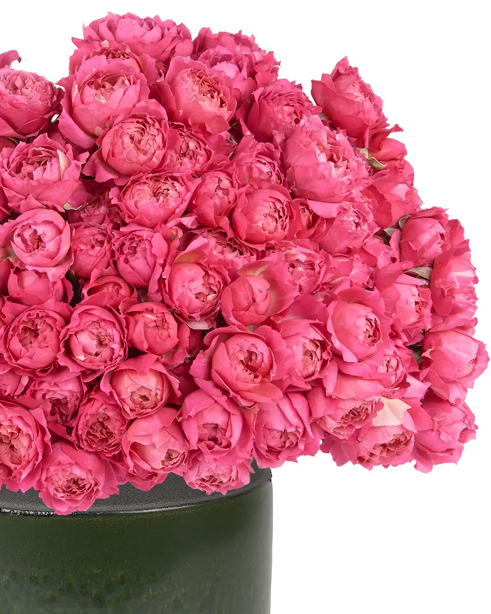 Your Love Cerise 27 May 2025 Left Your Love Cerise 27 May 2025 Left