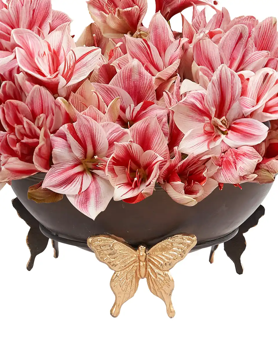 Amaryllis You'll Love Details Amaryllis You'll Love Details