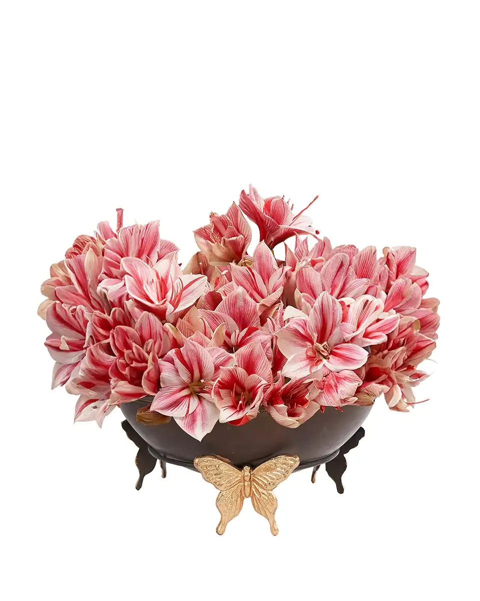 Amaryllis You'll Love Amaryllis You'll Love