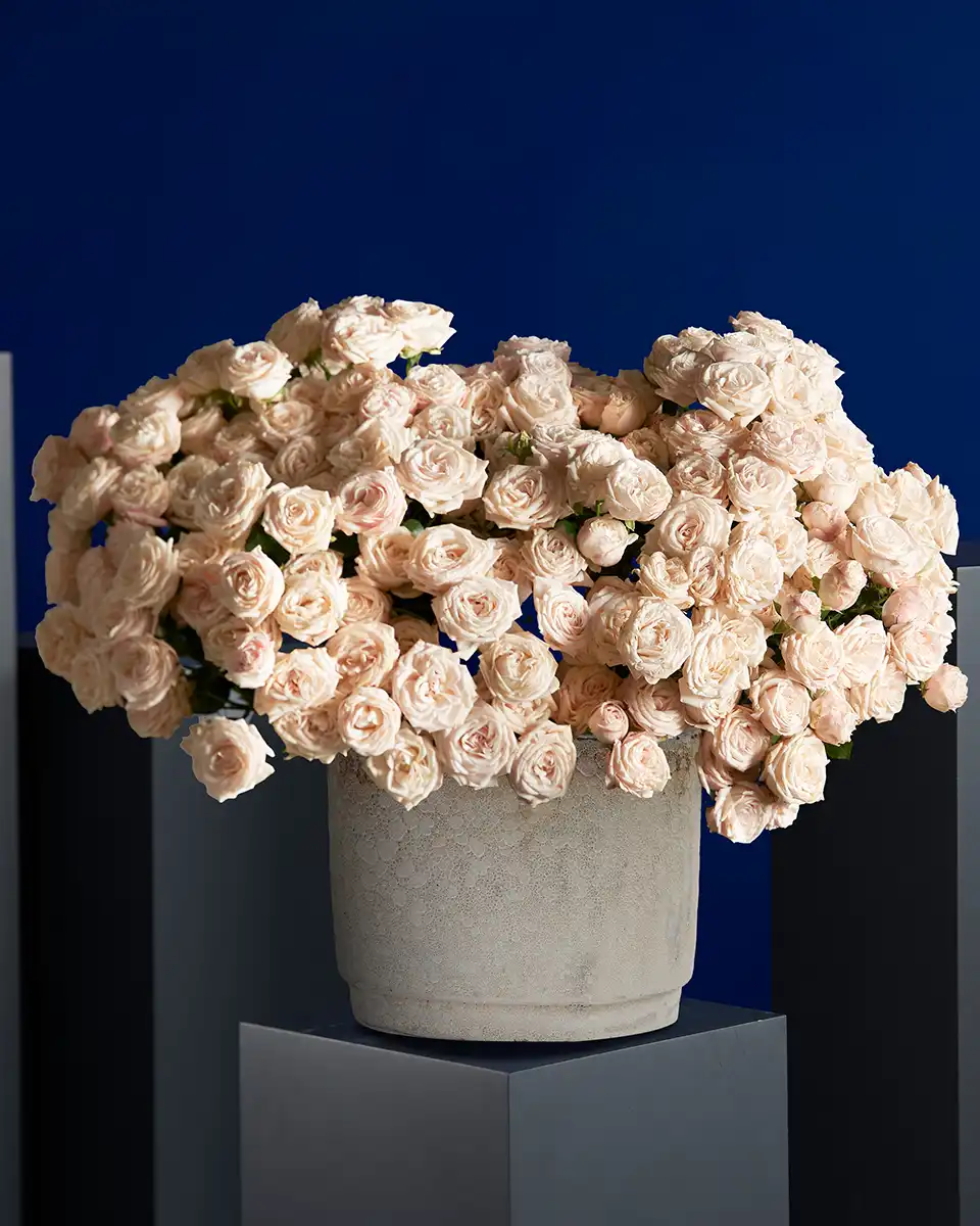 Bombastic Mania Edited 20 Oct 202 Oval Bombastic Mania Edited 20 Oct 202 Oval