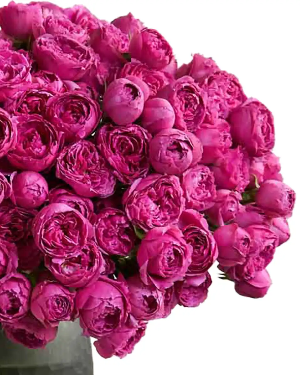 Gorgeous Bunch edited 2025 Details2 Gorgeous Bunch edited 2025 Details2