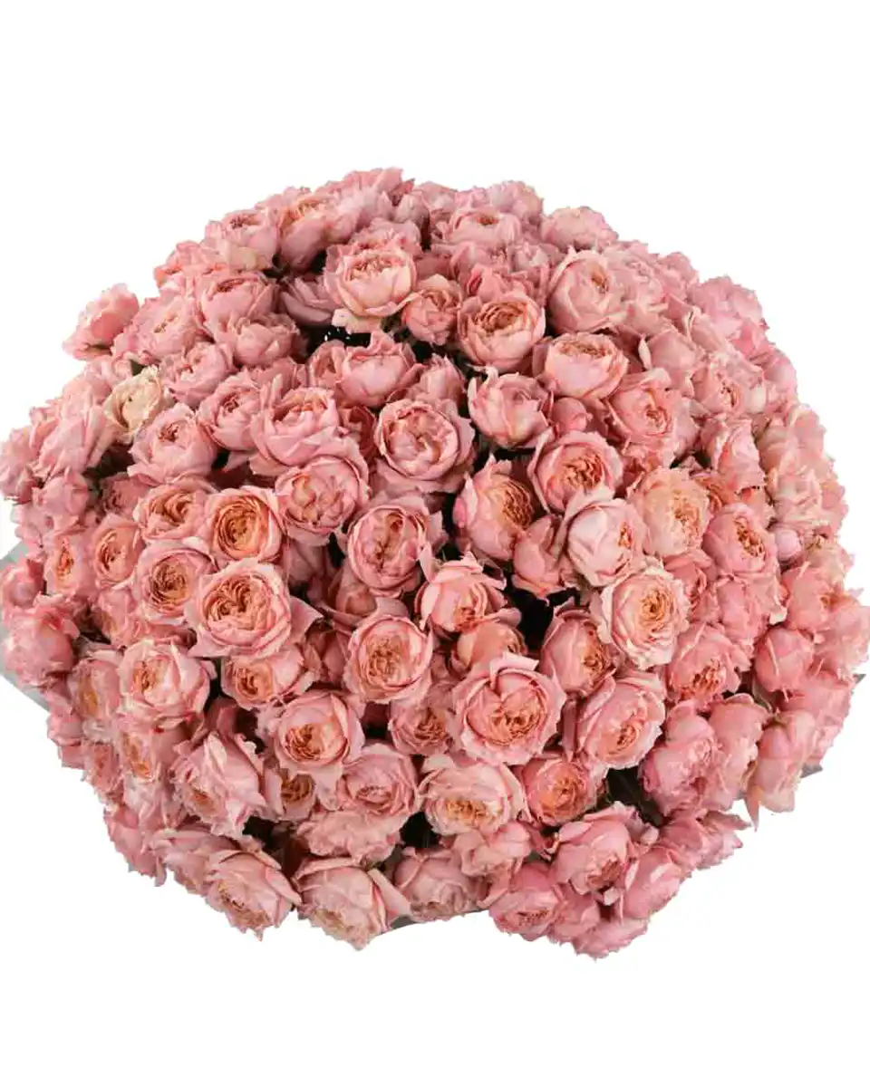 MY MEGA BLOOMS GRAND Edited 2025 Detalis MY MEGA BLOOMS GRAND Edited 2025 Detalis