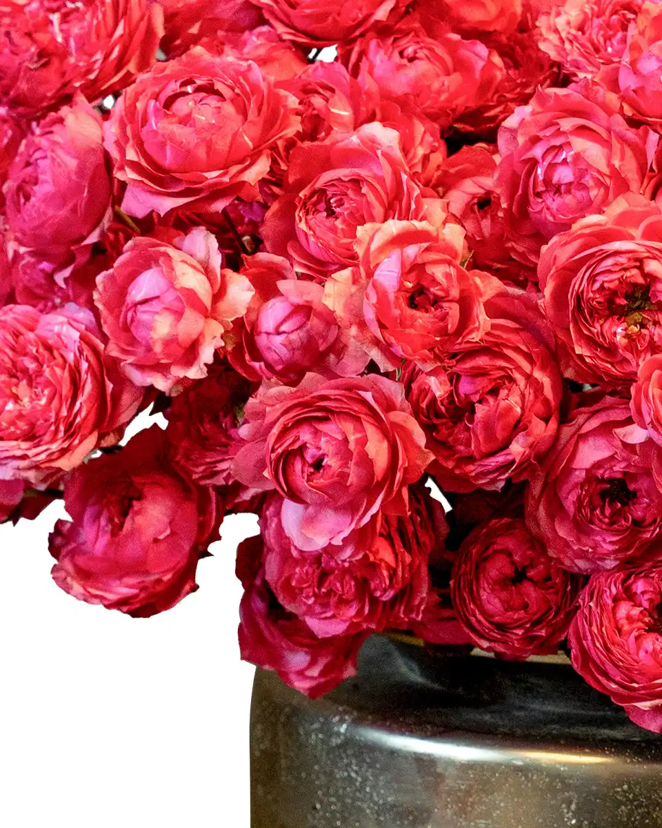 Mega Raspberry ReShoot3 Mega Raspberry ReShoot3