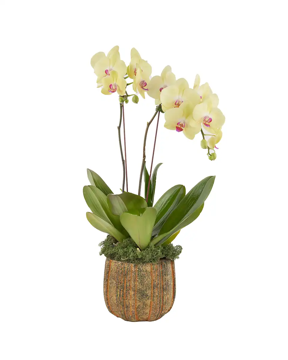 Big Yellow 8 Nov 2025 Big Yellow 8 Nov 2025