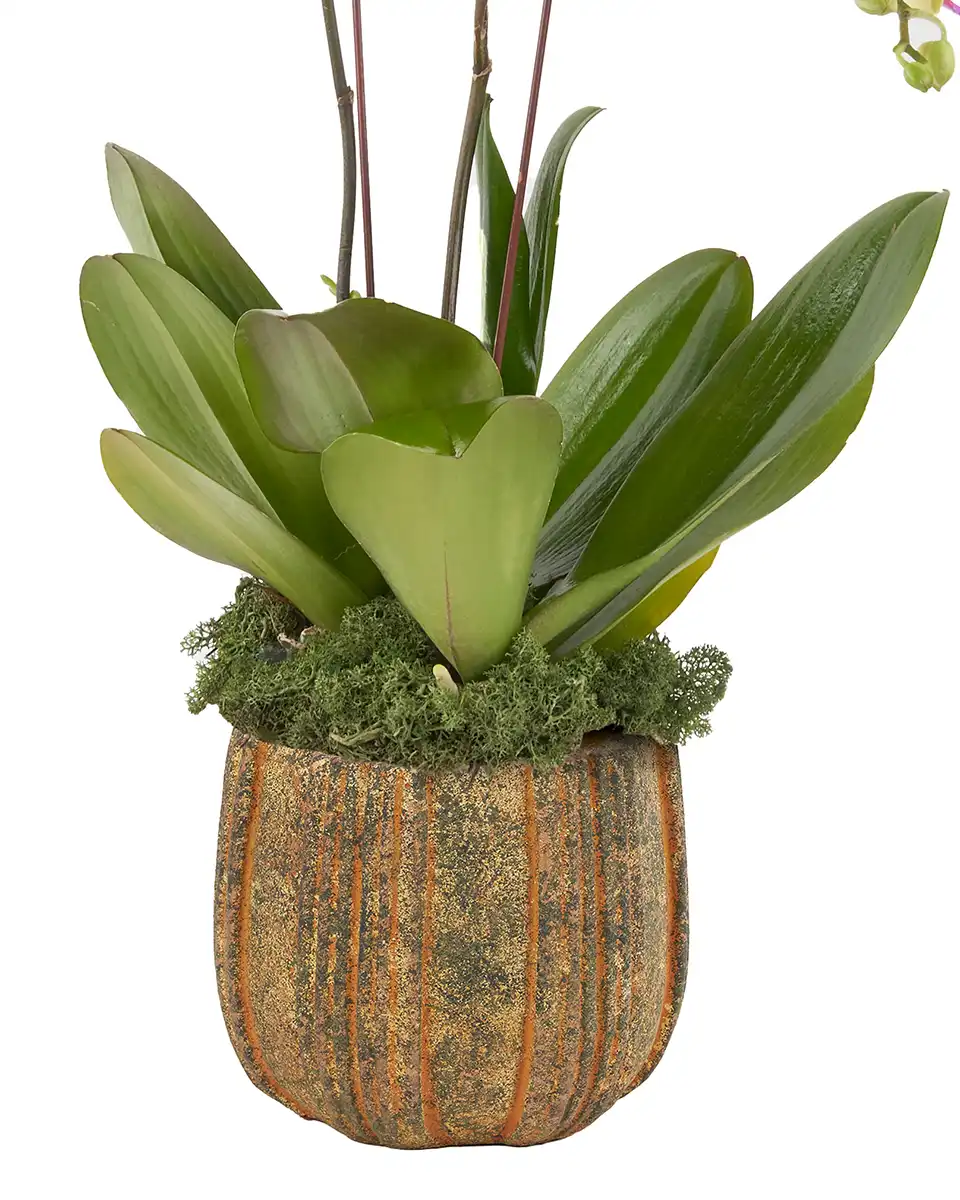 Big Yellow 8 Nov 2025 3 Big Yellow 8 Nov 2025 3