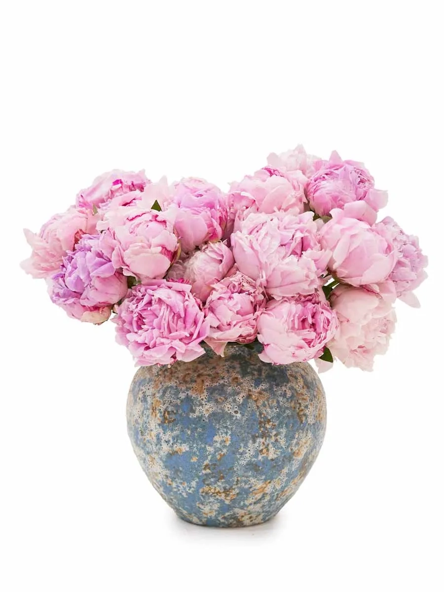 Peony Admiration new Peony Admiration new