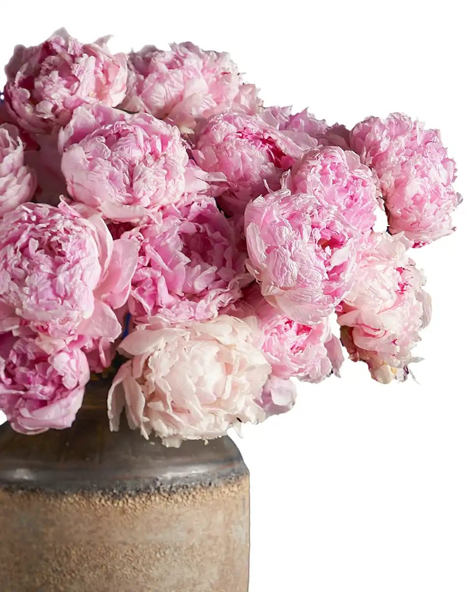 My Love For Peonies details My Love For Peonies details