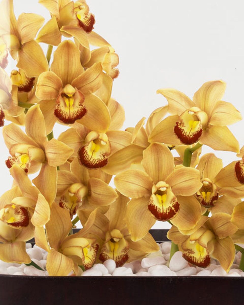 Warm Cinders ColorEdited Details Warm Cinders ColorEdited Details