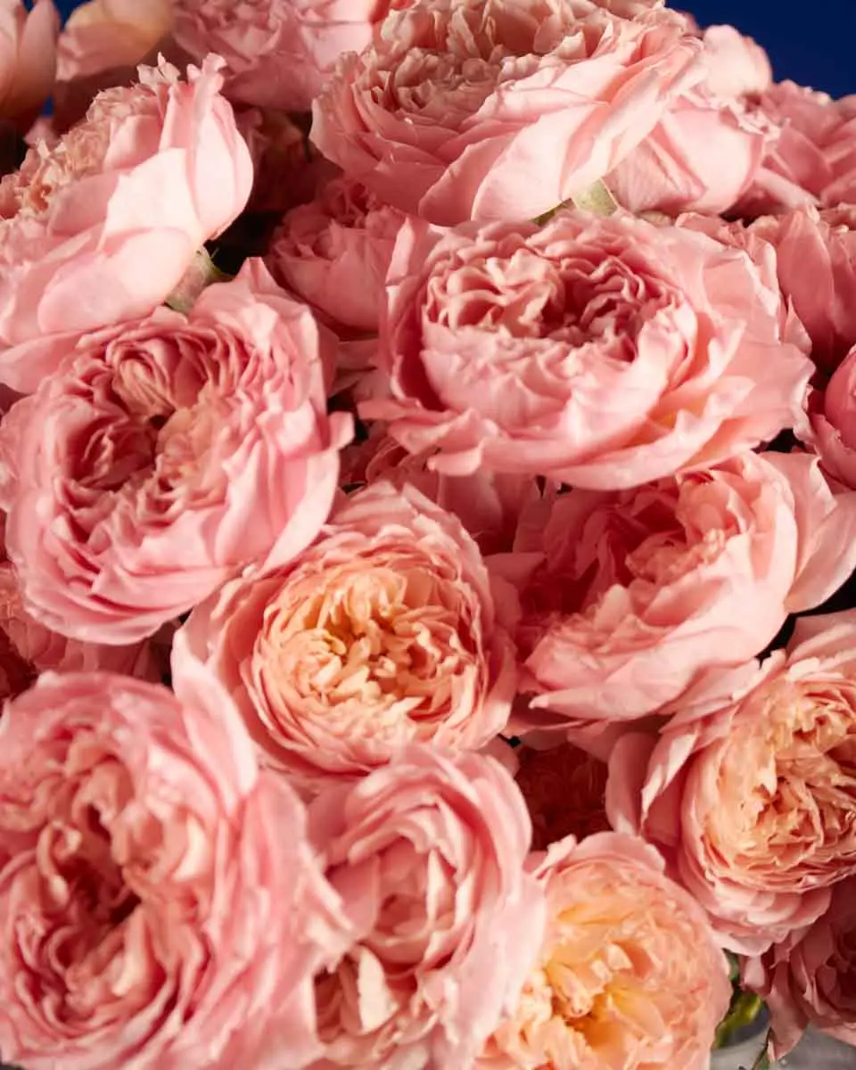 BLOOMING JULIETA 3 BLOOMING JULIETA 3