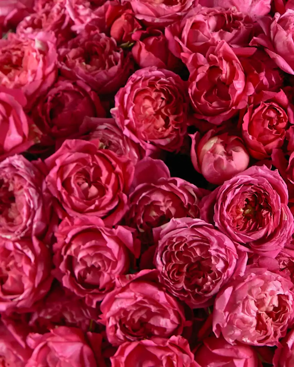 Charisma Superb Edited3 Charisma Superb Edited3