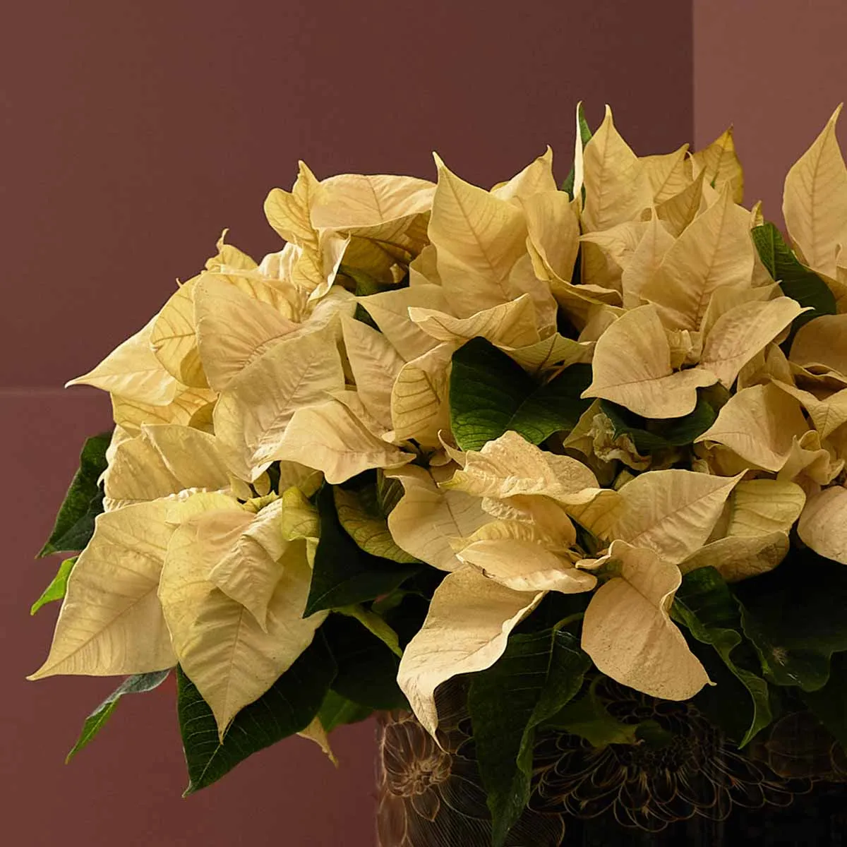 Christmas Story detailed Christmas Story detailed