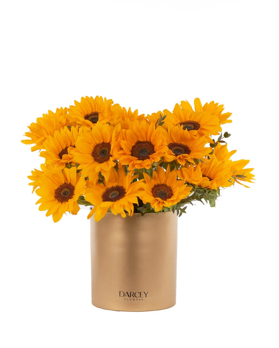 HELLO SUNSHINE HELLO SUNSHINE