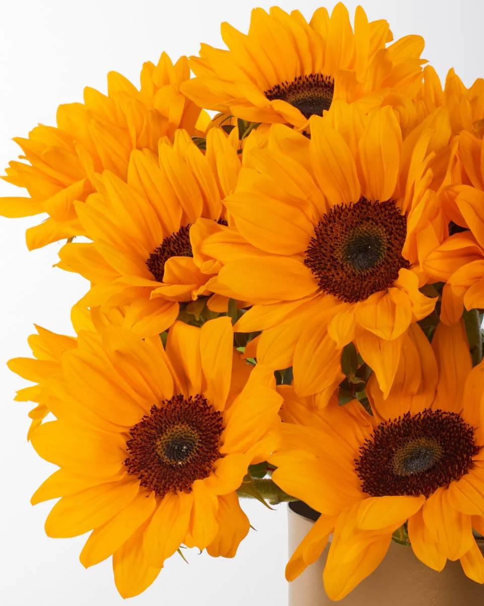 HELLO SUNSHINE 1 JUNE 1, 2023 HELLO SUNSHINE 1 JUNE 1, 2023