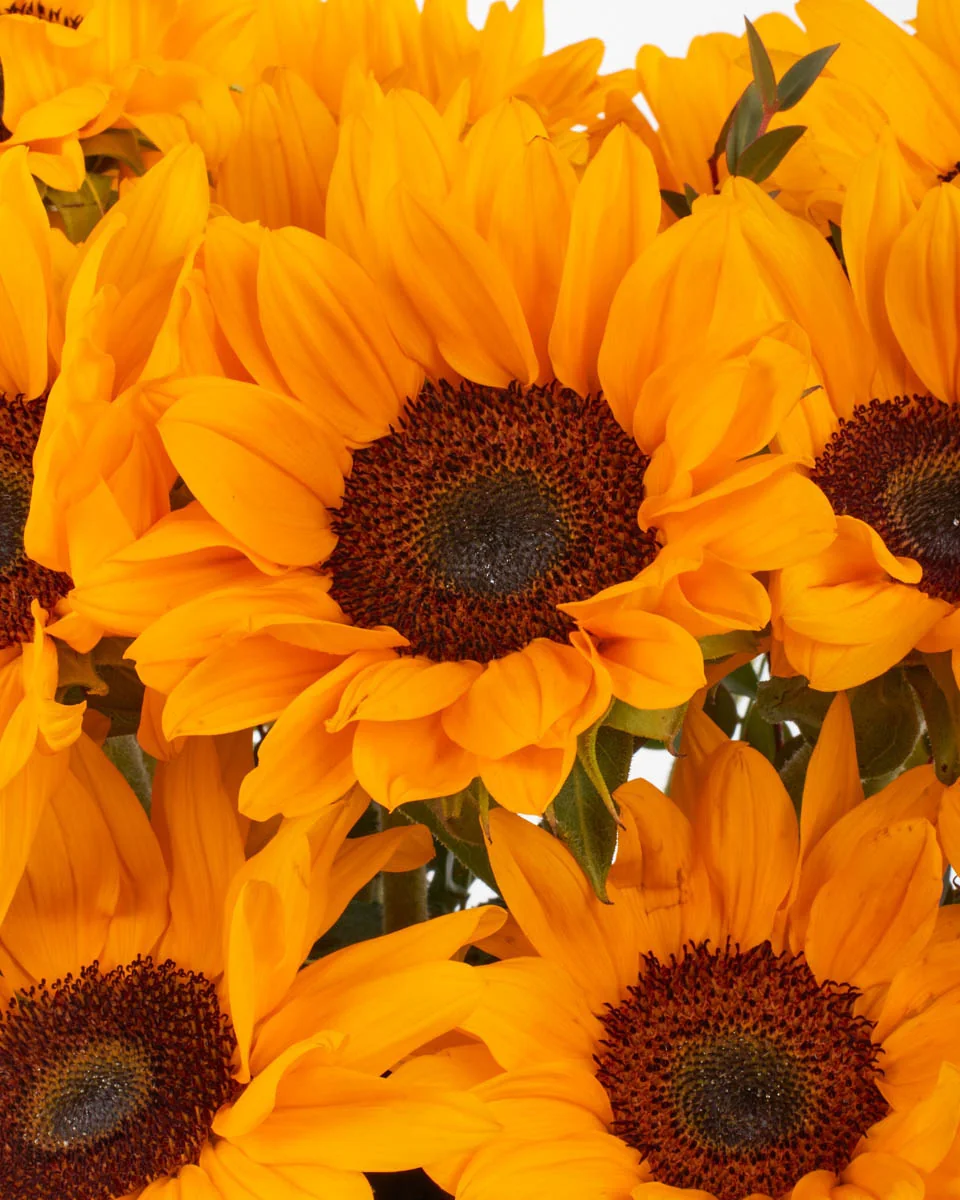 HELLO SUNSHINE 2 JUNE 1, 2023 HELLO SUNSHINE 2 JUNE 1, 2023