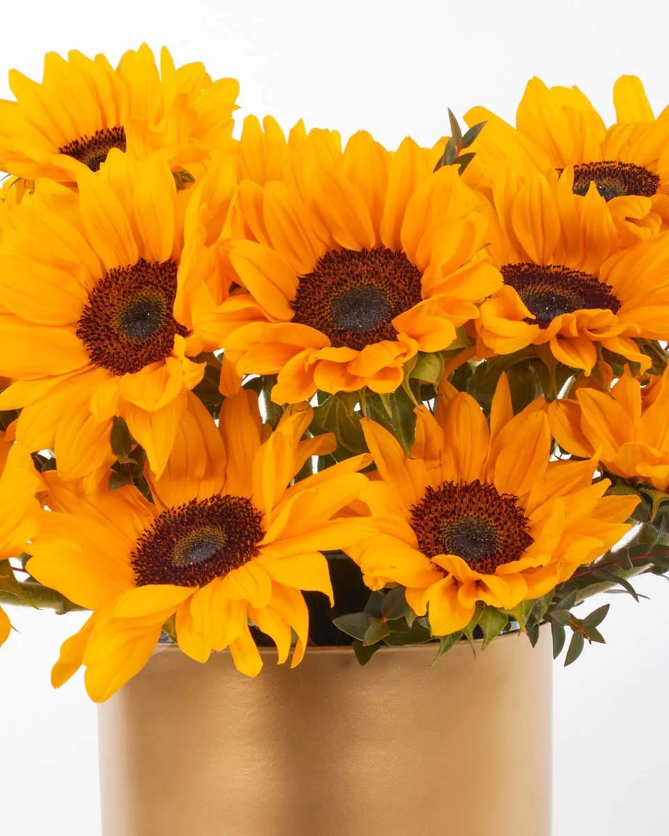 HELLO SUNSHINE 3 JUNE 1, 2023 HELLO SUNSHINE 3 JUNE 1, 2023