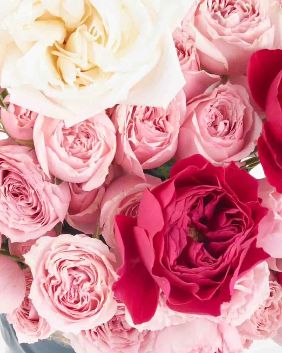 Lovely Blooms JUNE 23 2023 3 Lovely Blooms JUNE 23 2023 3