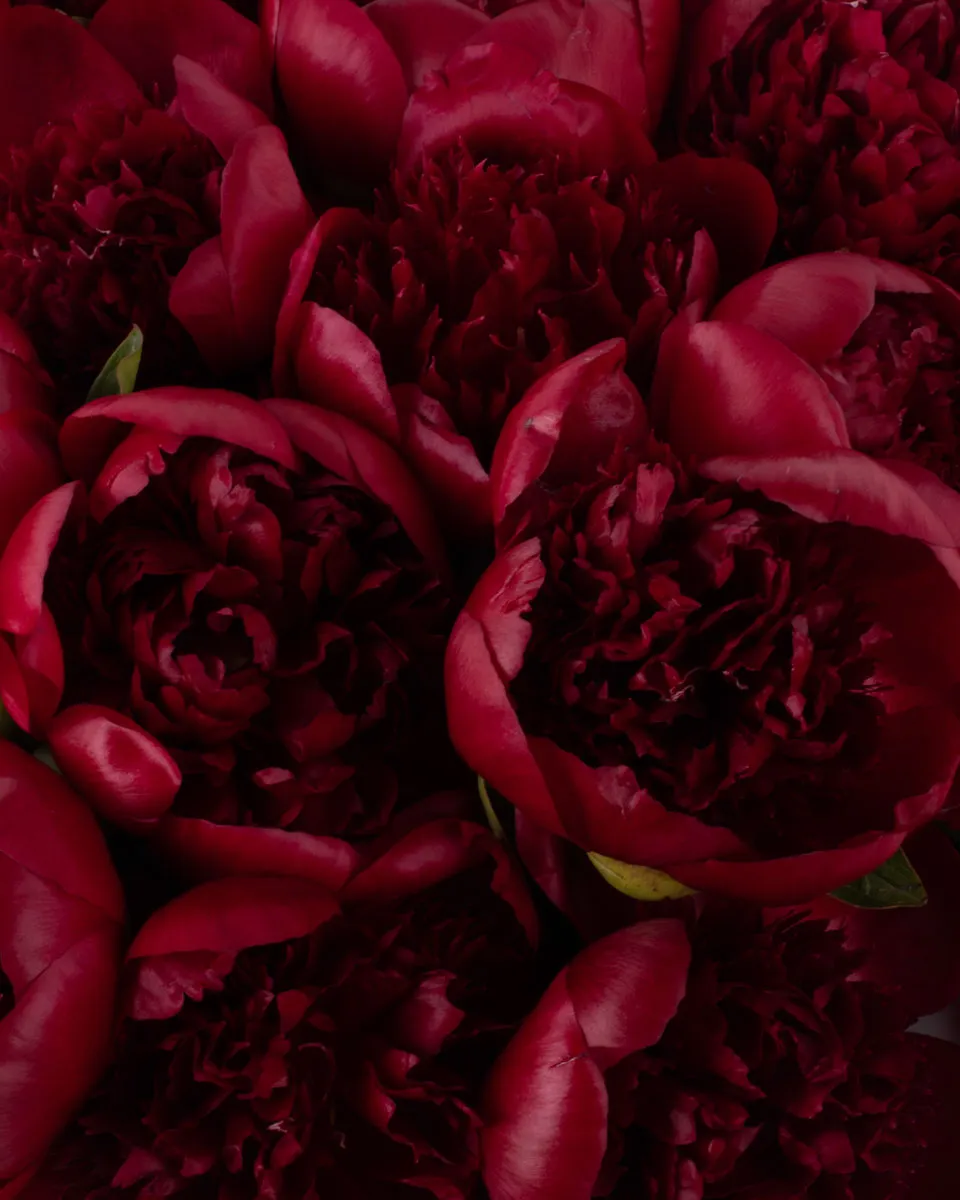 MADELAINE CLOSEUP SUPERB 1 MADELAINE CLOSEUP SUPERB 1