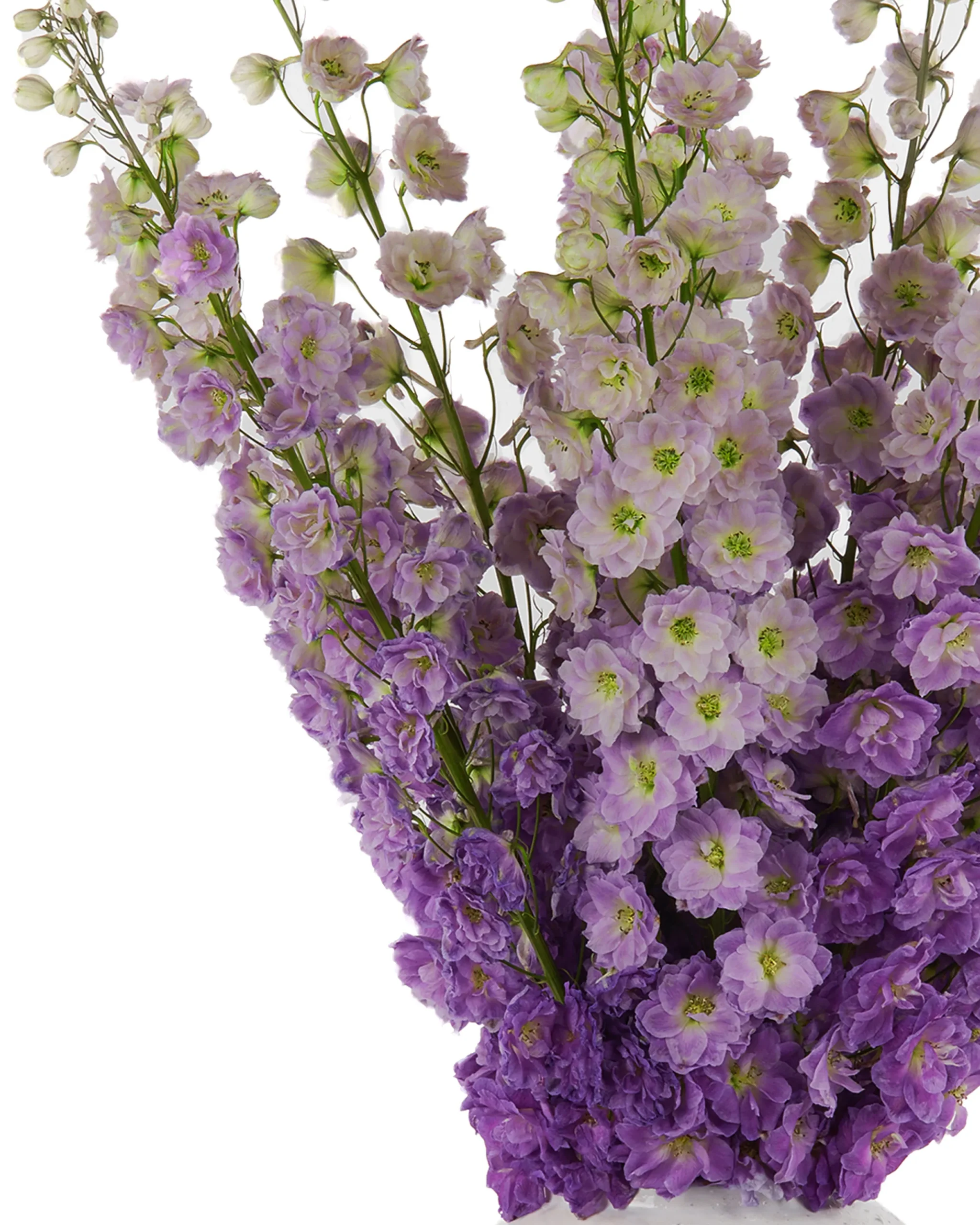 MAGENTA HEART 3 scaled 1 MAGENTA HEART 3 scaled 1