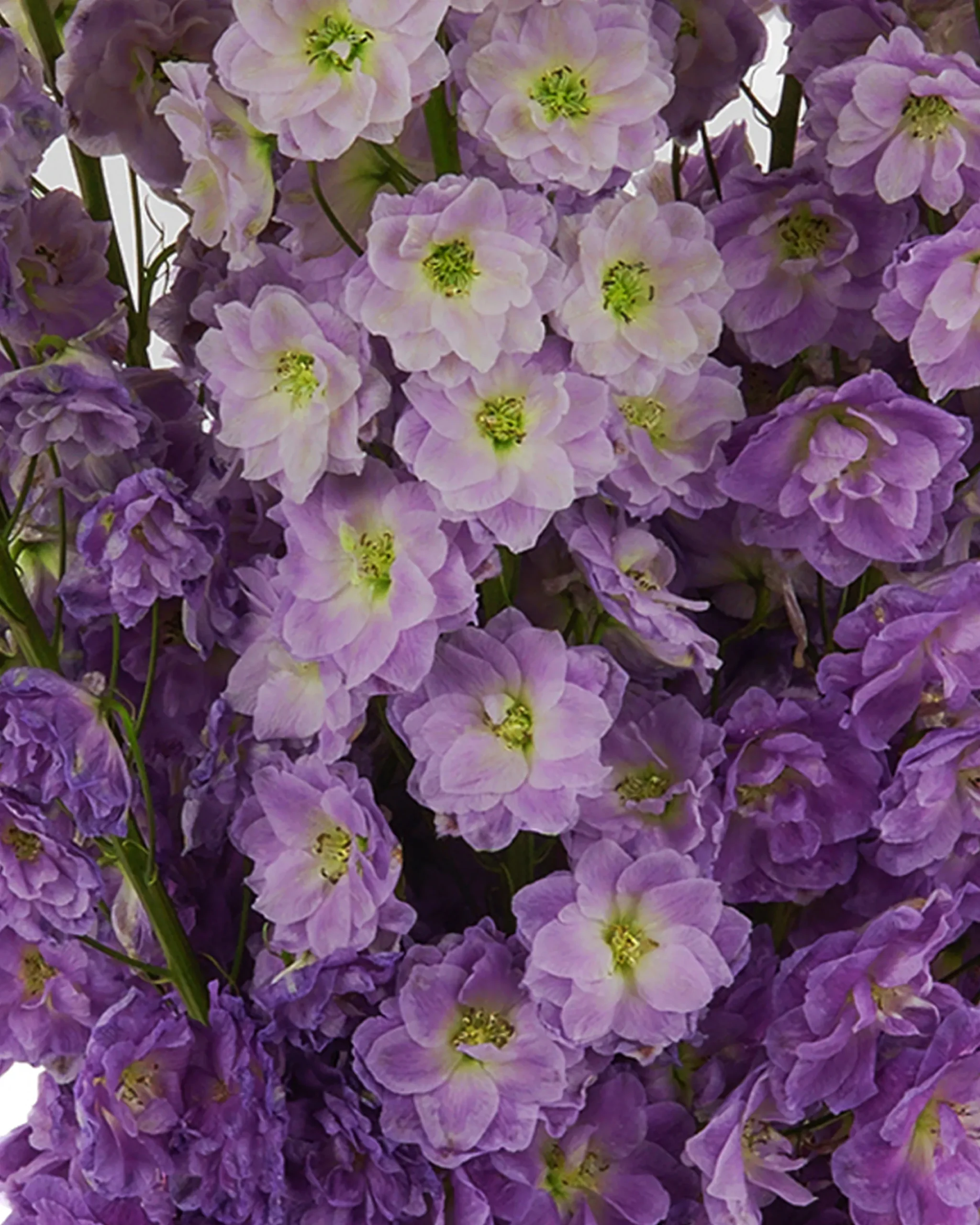 MAGENTA HEART 4 scaled 1 MAGENTA HEART 4 scaled 1