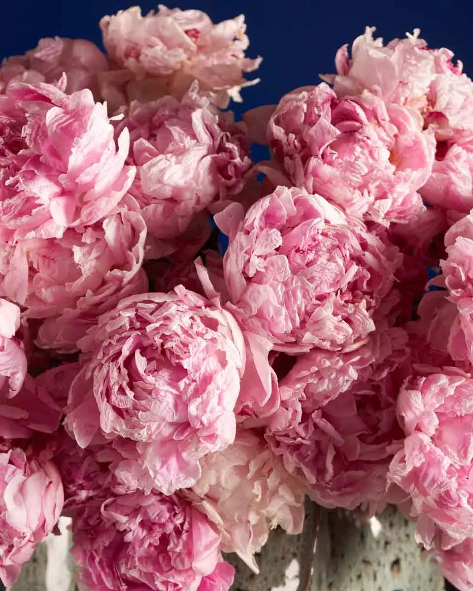 MISS SARAH 2 MISS SARAH 2