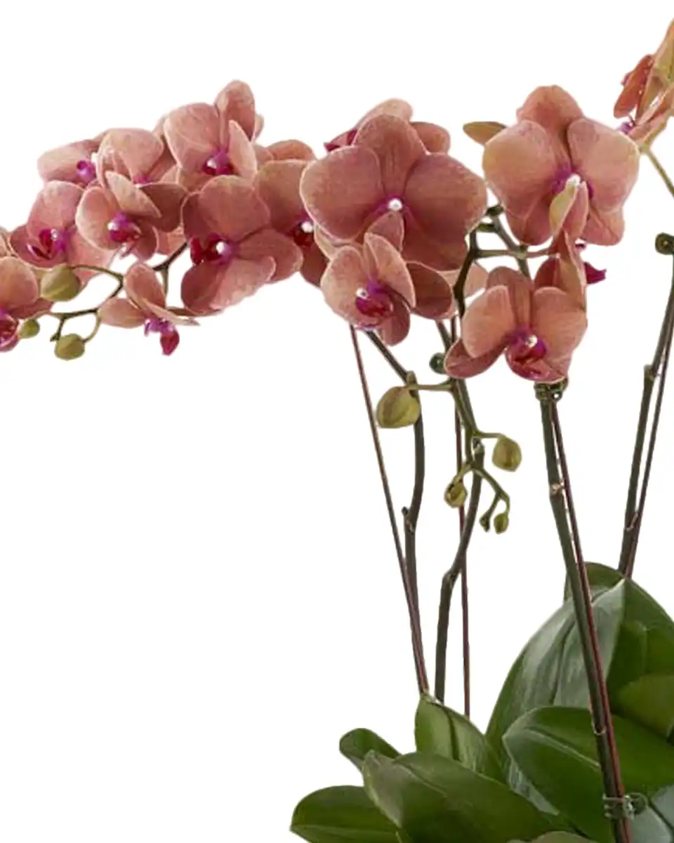 Orange Harmony 31 Oct 2025 Details Orange Harmony 31 Oct 2025 Details