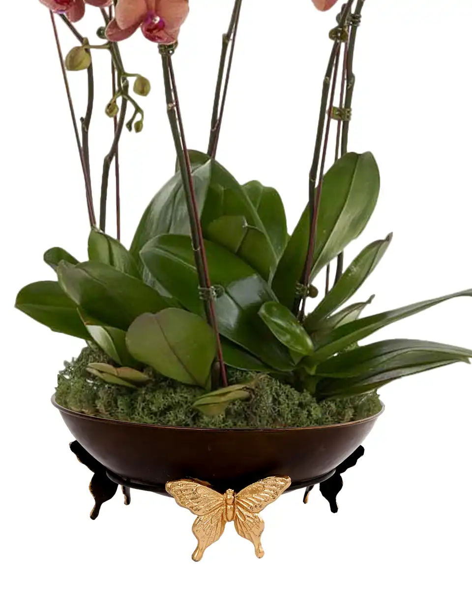 Orange Harmony 31 Oct 2025 Details2 Orange Harmony 31 Oct 2025 Details2