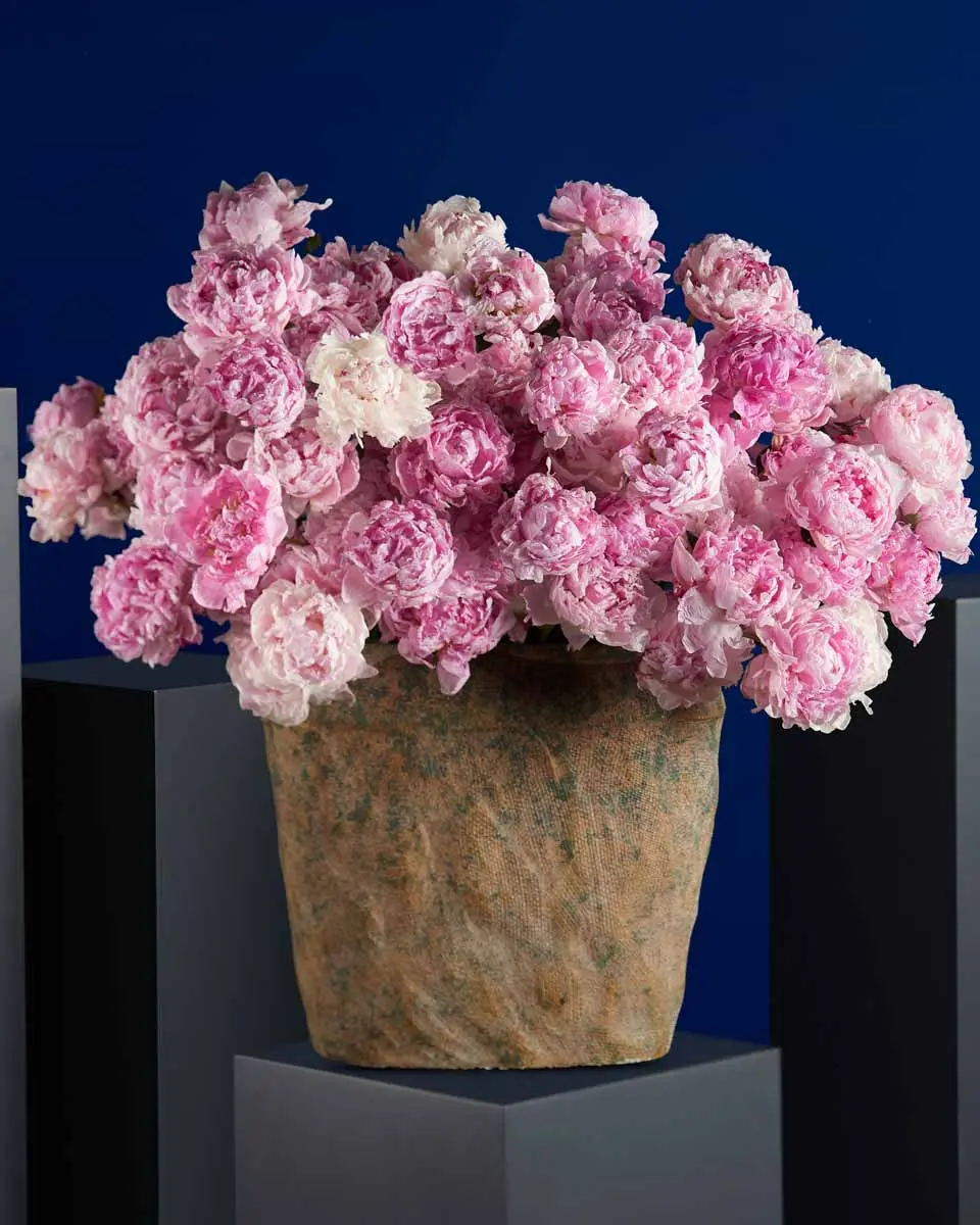 PEONY PERFECTION PEONY PERFECTION