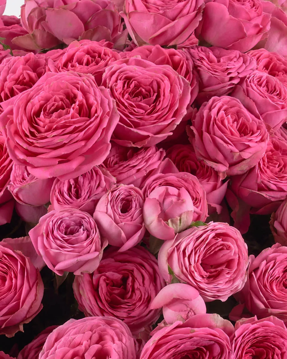 PINK GISELLE SUPERB JUNE 3 2023 2 PINK GISELLE SUPERB JUNE 3 2023 2