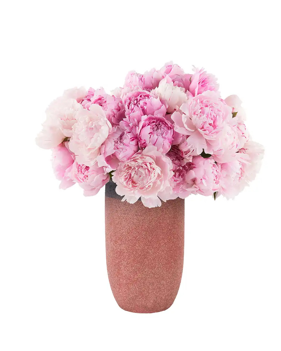 Pink Lovers 2025 Pink Lovers 2025