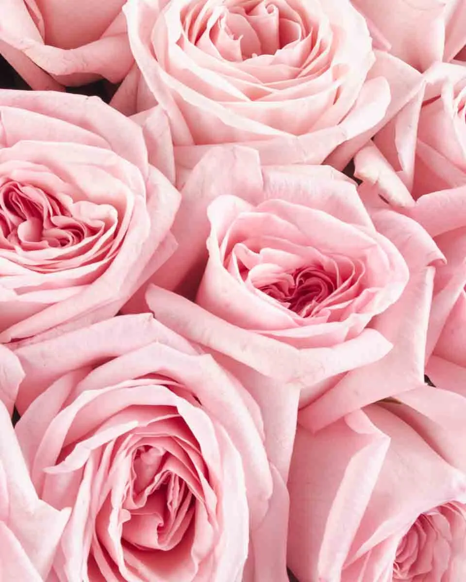 Pink O hara Handtied superb JUNE 12 2023 2 Pink O hara Handtied superb JUNE 12 2023 2