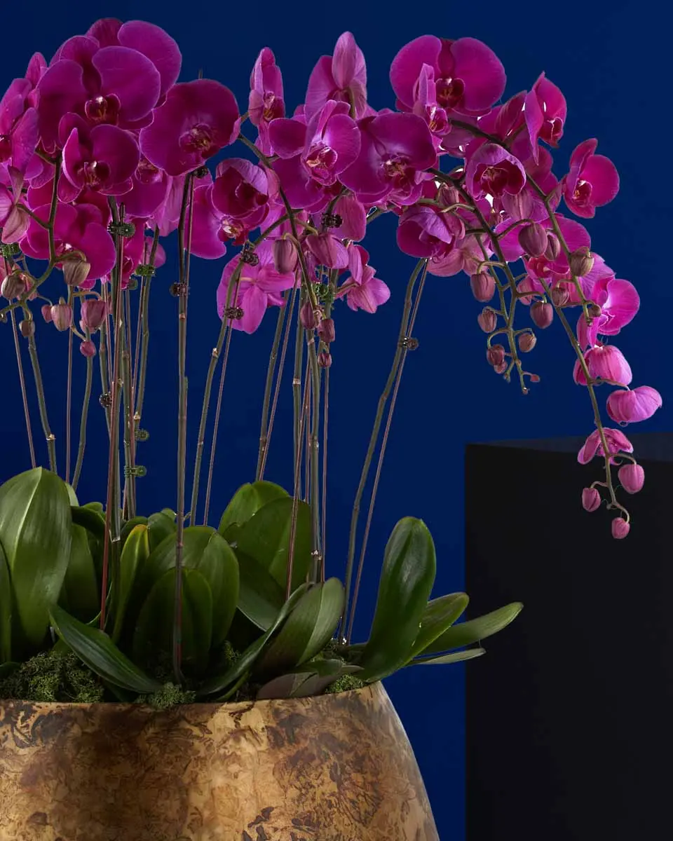 Purple Beauty Grand details Purple Beauty Grand details