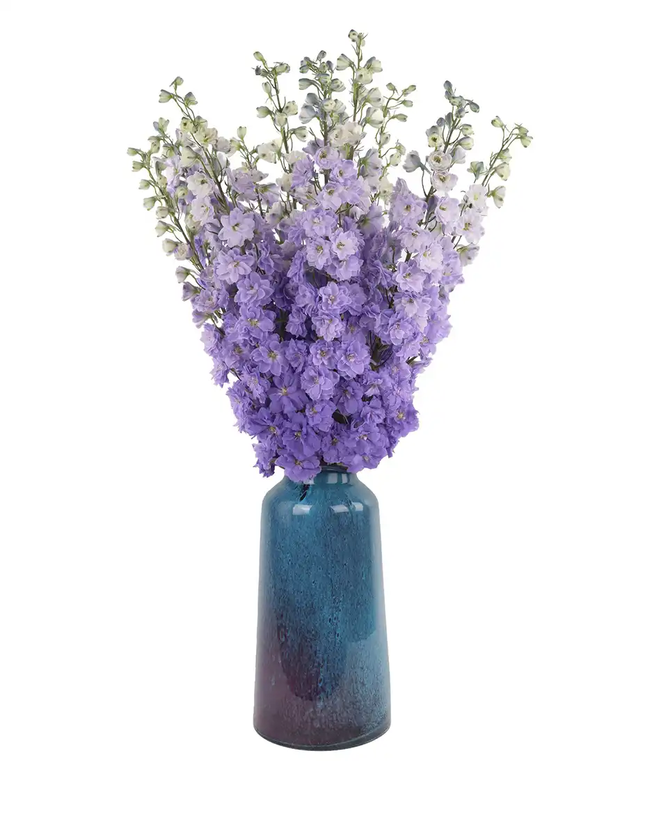 Purple Lover Edited Purple Lover Edited