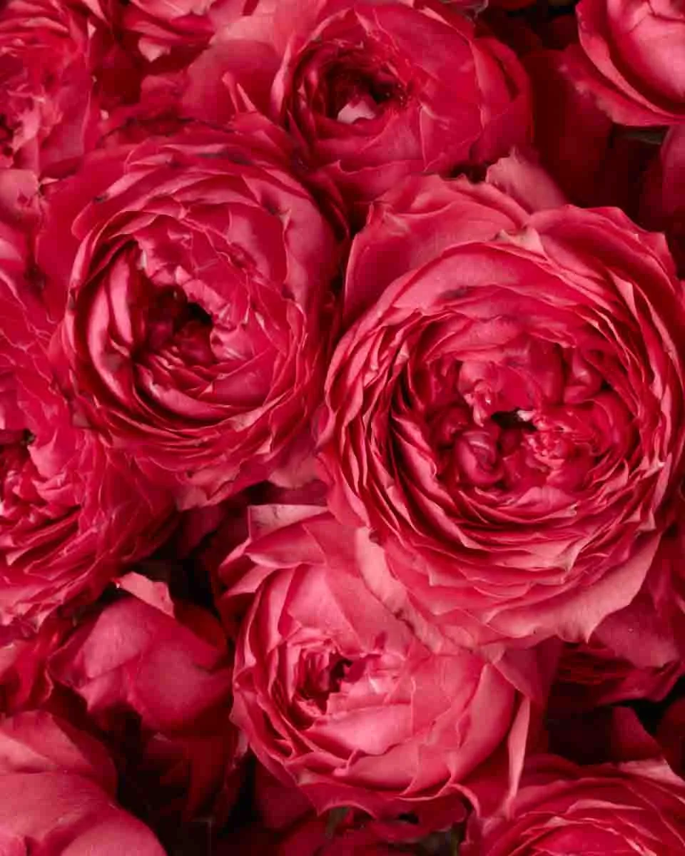 Raspberry Love JUNE 13 2023 1 1 Raspberry Love JUNE 13 2023 1 1