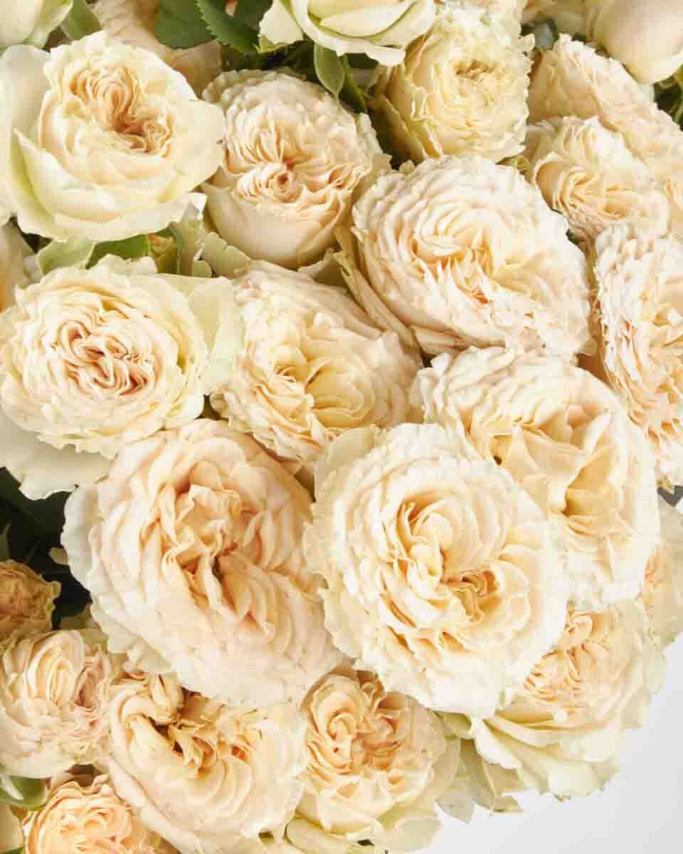 Roselle superb 29 August 2025 1 Roselle superb 29 August 2025 1