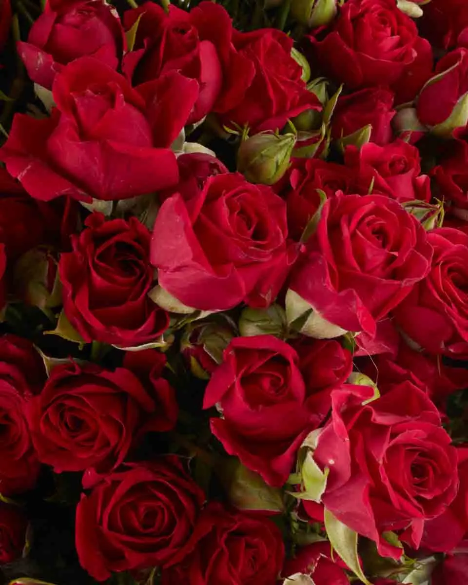 Ruby Red superb JUNE 13 2023 1 Ruby Red superb JUNE 13 2023 1