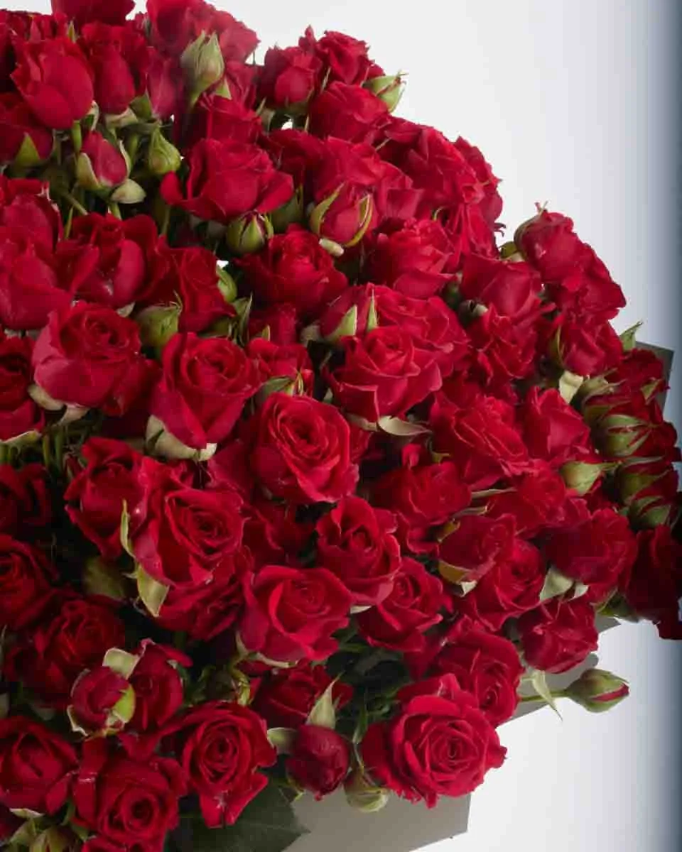 Ruby Red superb JUNE 13 2023 2 Ruby Red superb JUNE 13 2023 2