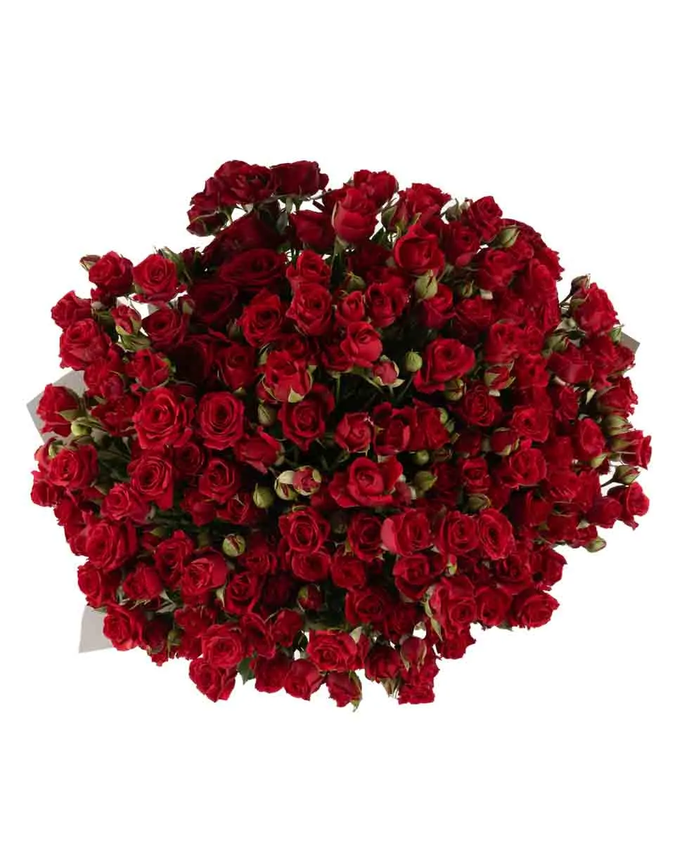 Ruby Red superb JUNE 13 2023 top Ruby Red superb JUNE 13 2023 top