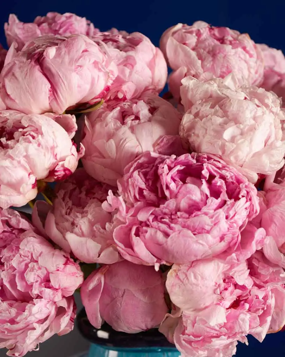 SEND PEONIES 2.jpg SEND PEONIES 2.jpg