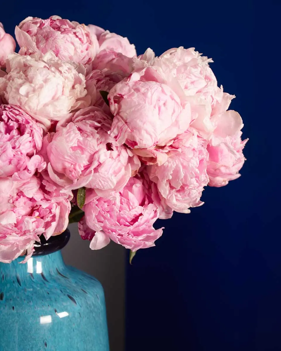 SEND PEONIES 3.jpg SEND PEONIES 3.jpg