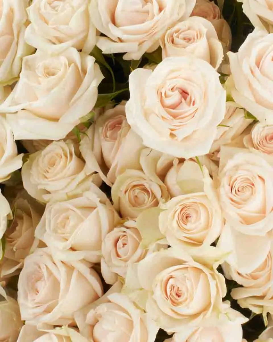 SUPER BUBBLES SUPERB JUNE 6 2023 2 1 SUPER BUBBLES SUPERB JUNE 6 2023 2 1