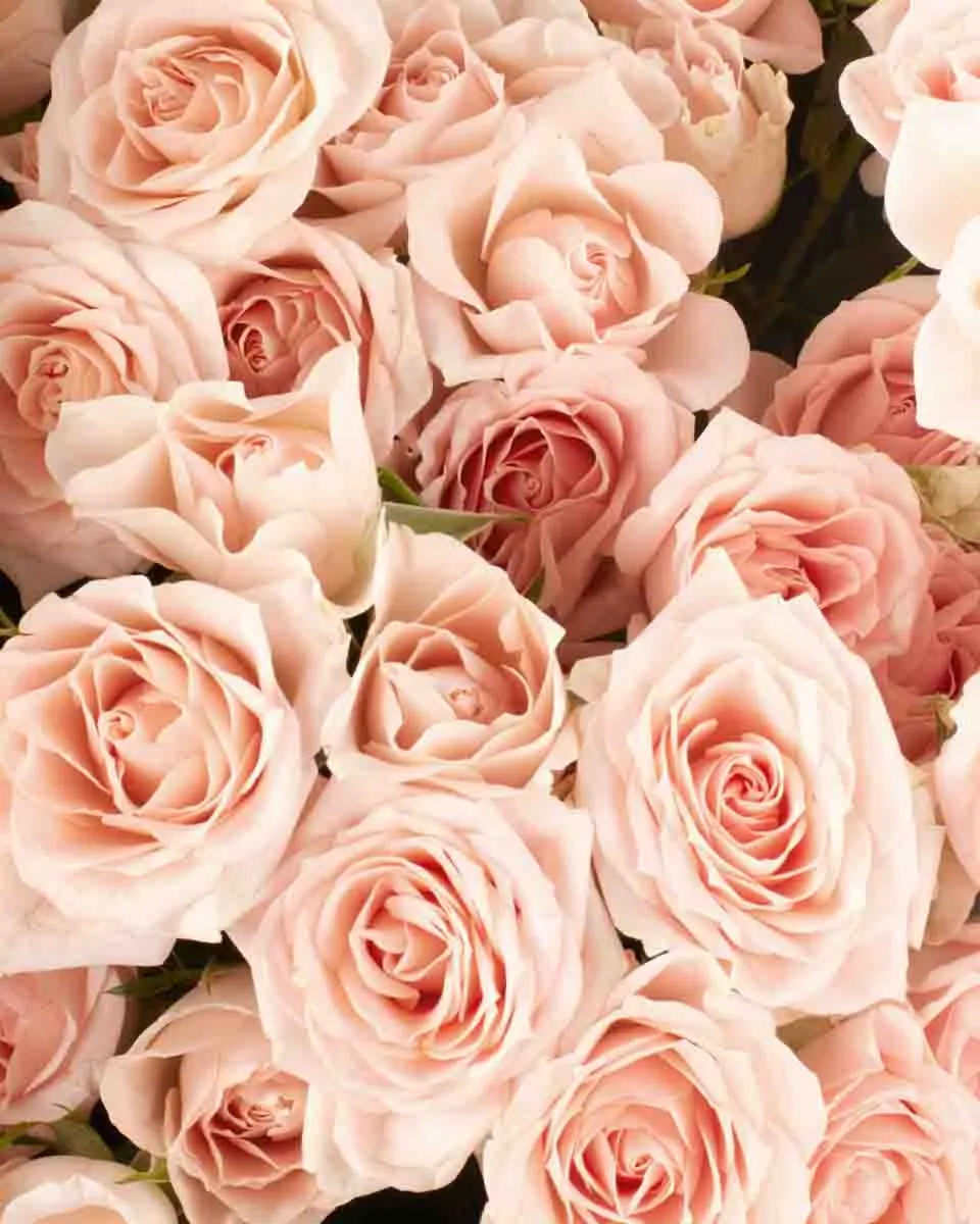 SWEET SARAH IMPRESSIVE JUNE 6 2023 10 2 SWEET SARAH IMPRESSIVE JUNE 6 2023 10 2